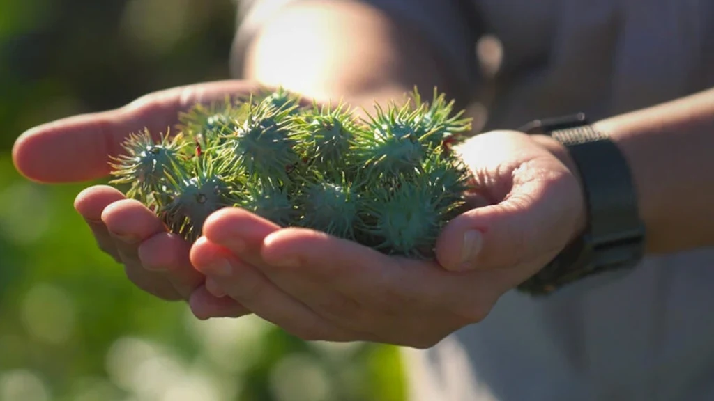 Hands holding a bunch of green, spiky castor beans